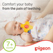 Pigeon Training Teether Step 2