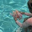 Sunny Life Dive Buddies Set Of 3 Melody The Mermaid